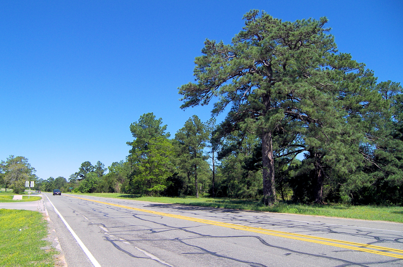Lost Pines along State Highway 21 near the Cedar Creek corridor