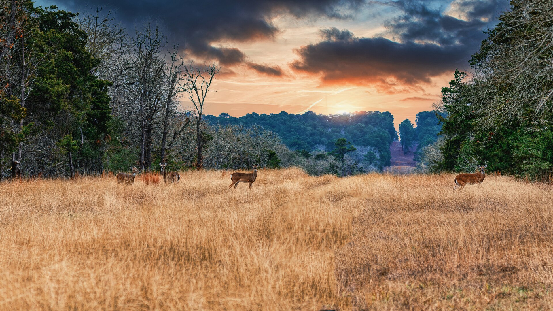 White-tailed deer in Bastrop State Park — lake-country wildlife