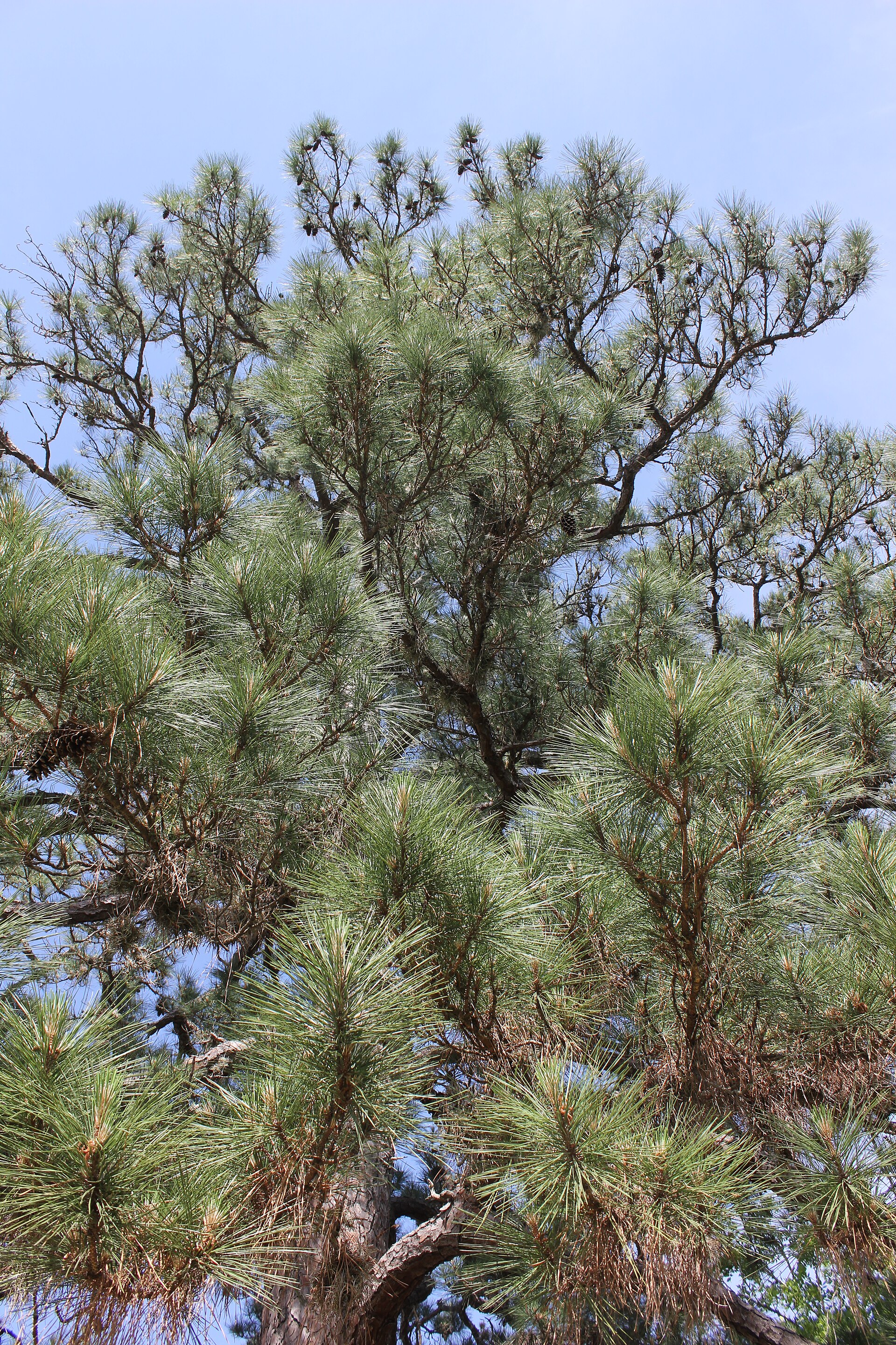 Loblolly pines in Bastrop State Park — tree canopy character near Tahitian Village