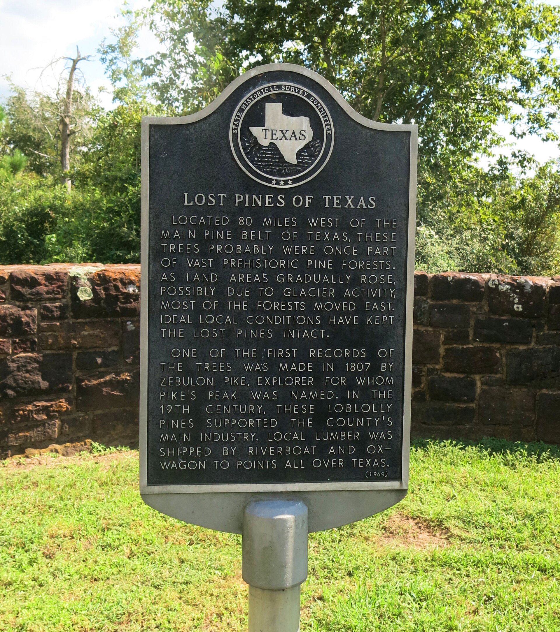 Lost Pines forest in Bastrop County, Texas