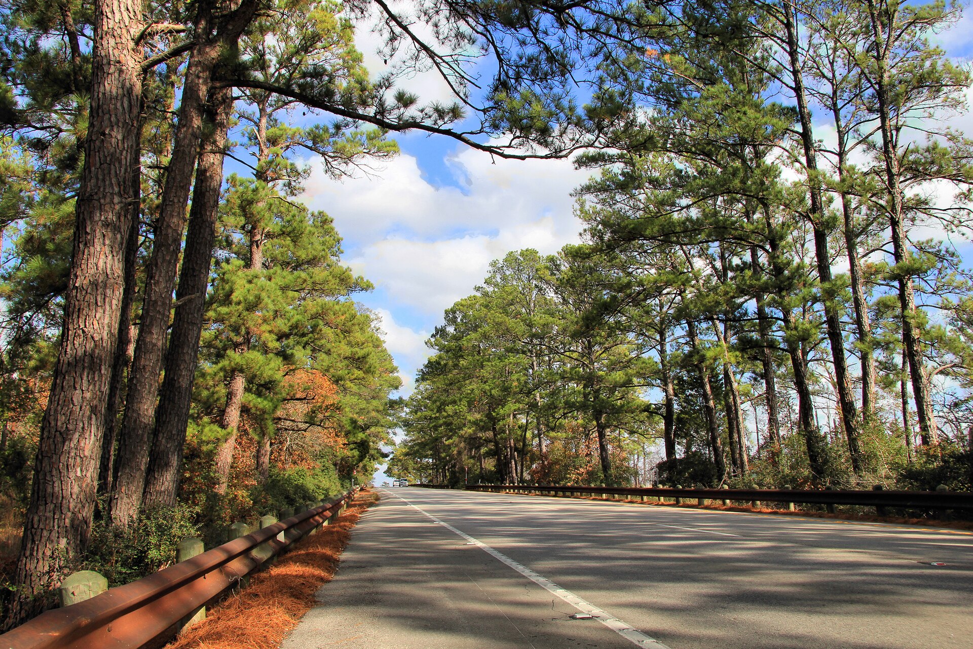 Lost Pines forest along State Highway 21 in rural Bastrop County